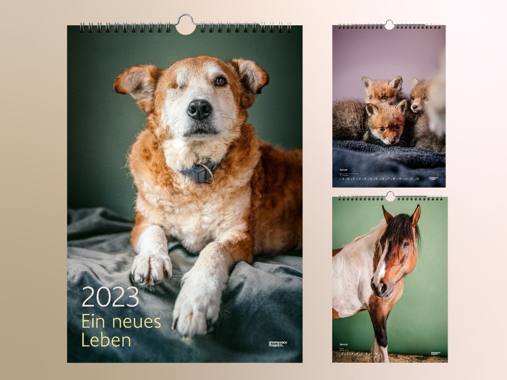 Der Greenpeace Magazin-Kalender 2023 zeigt Porträts charakterstarker Tierpersönlichkeiten, die aus Notsituationen befreit wurden und nun ein neues und gesundes Leben führen dürfen