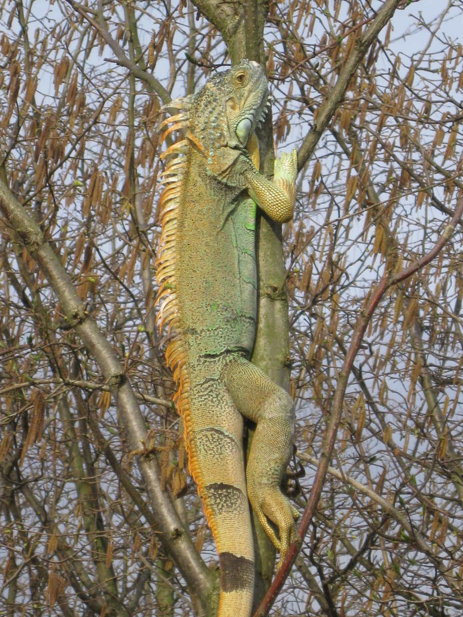 POL-SE: Appen - Ausgesetzter Leguan