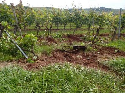 POL-PDKH: Mehrere Unfallschäden in Mandeler Weinbergen