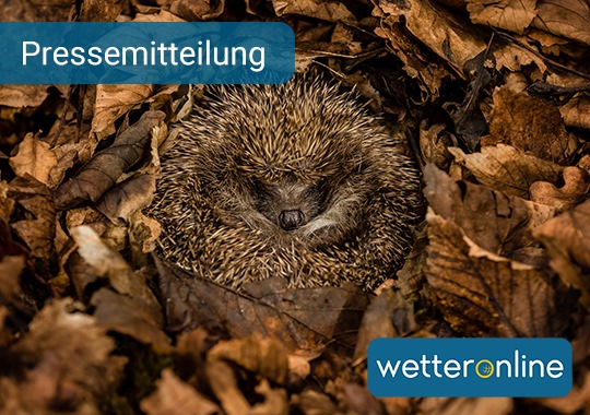 Igel: Warmer Winter möglicherweise kein Problem