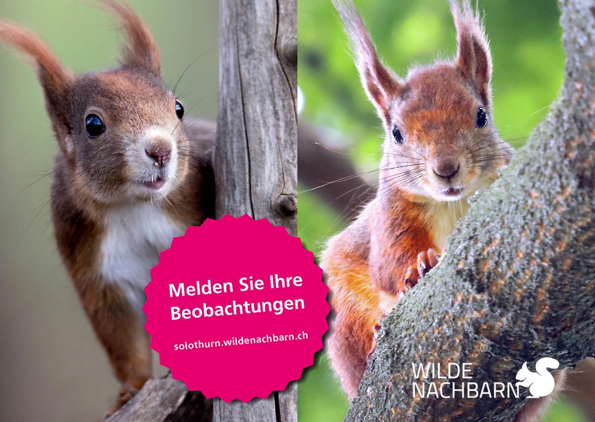 Eichhörnchen, welche Farbe hat dein Fell?