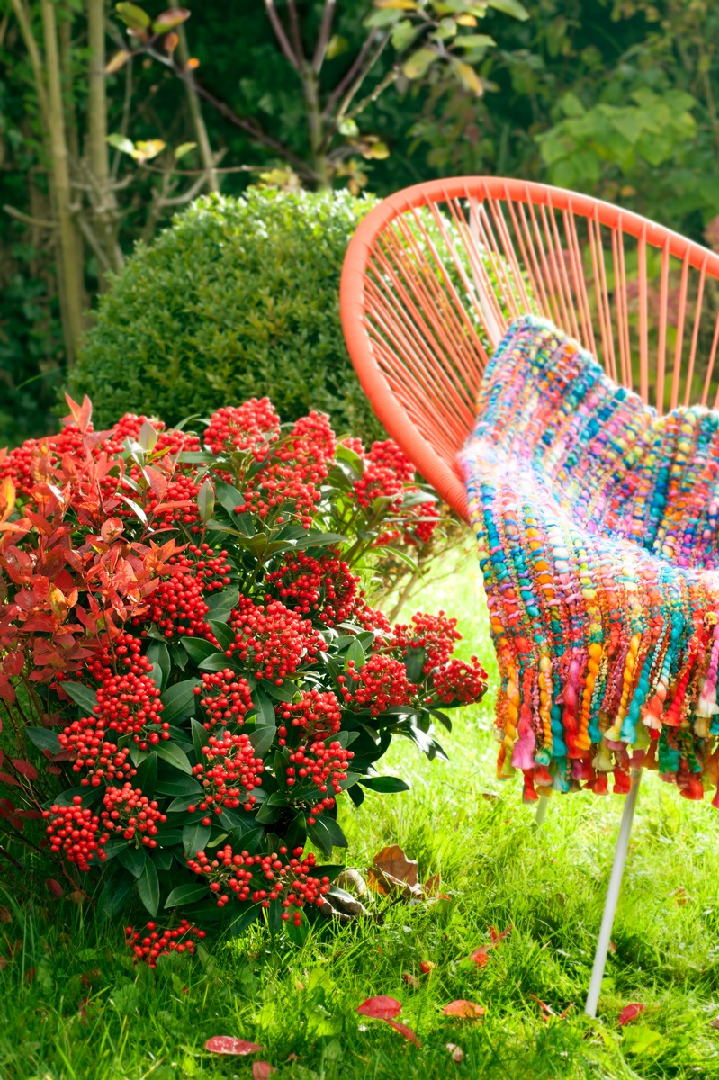 Gartengemütlichkeit im goldenen Herbst / Indian Summer Feeling mit Skimmie, Lampenputzergras und Herbstviolen