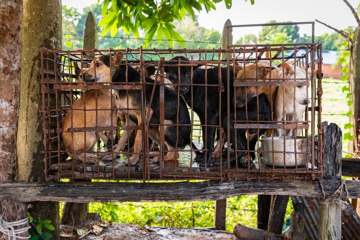 Reiseanbieter unterstützen Kampf gegen Hunde- und Katzenfleischhandel in Südostasien