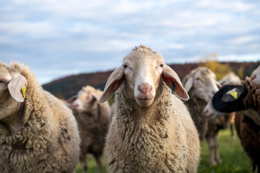 &quot;Tricoter avec le coeur&quot; - QUATRE PATTES sort son classement des marques de laine  exempte de mulesing