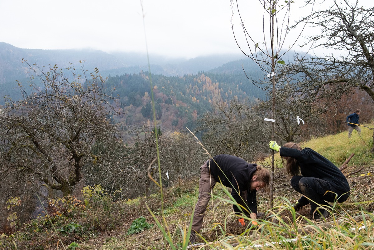 Bäume als Dank! Stifterhain der Umweltstiftung Greenpeace feiert 20 Jahre – Bergwaldprojekt mit 20 Freiwilligen im Pflanz-Einsatz