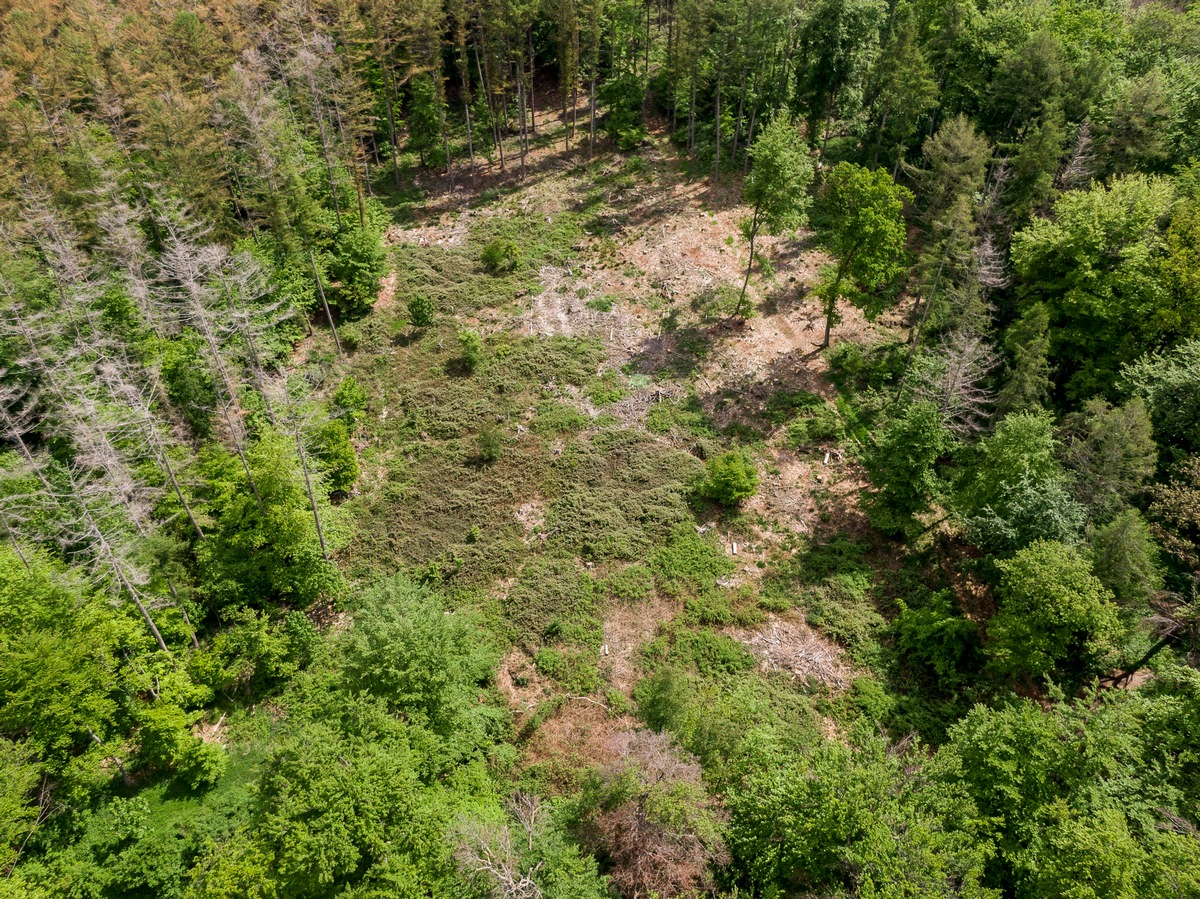 Am 21. März ist Tag des Waldes - lavera sorgt für zukunftsfähige Wälder