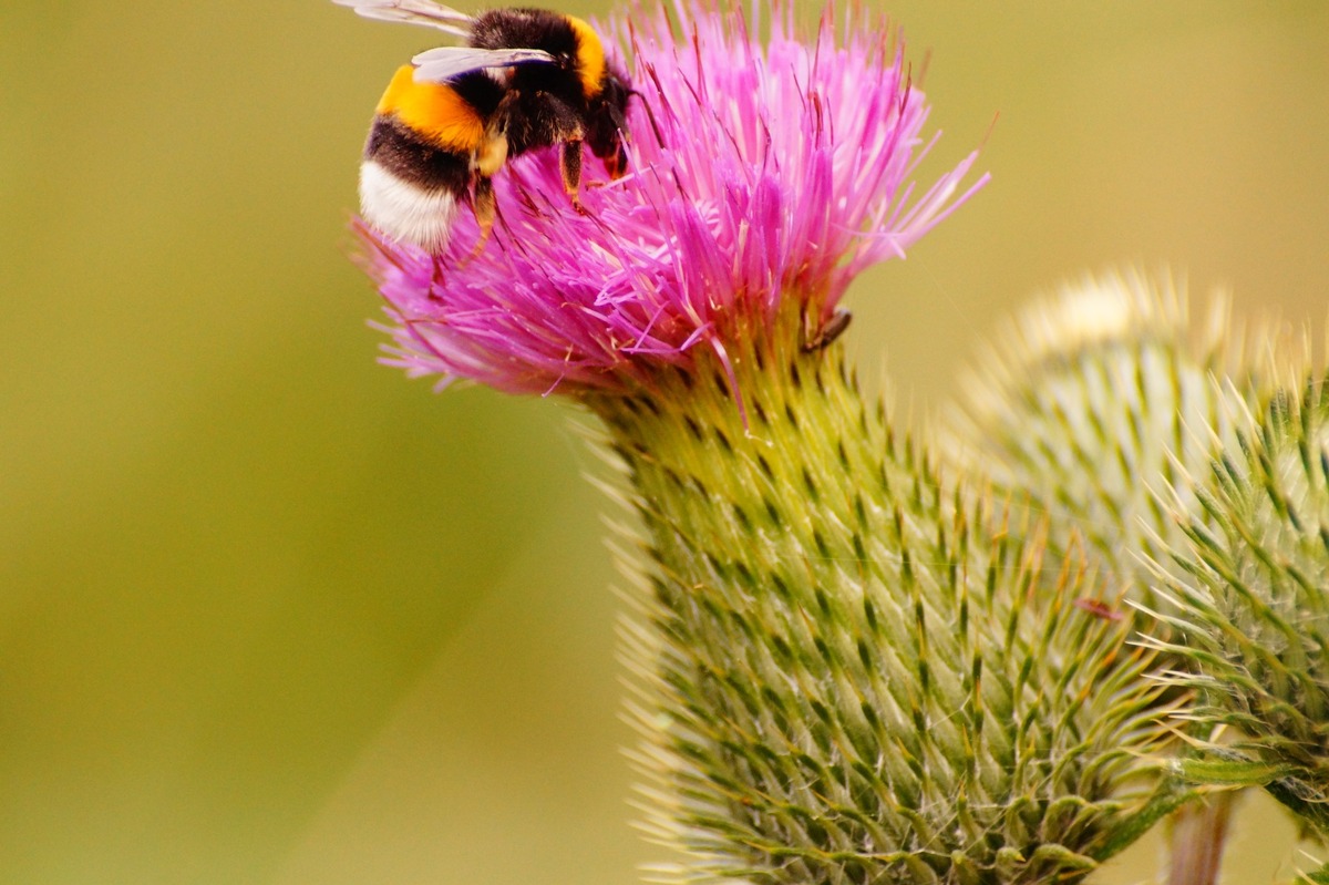 Damit das Summen nicht verstummt: Regionen bringen Insektenschutz in die Fläche