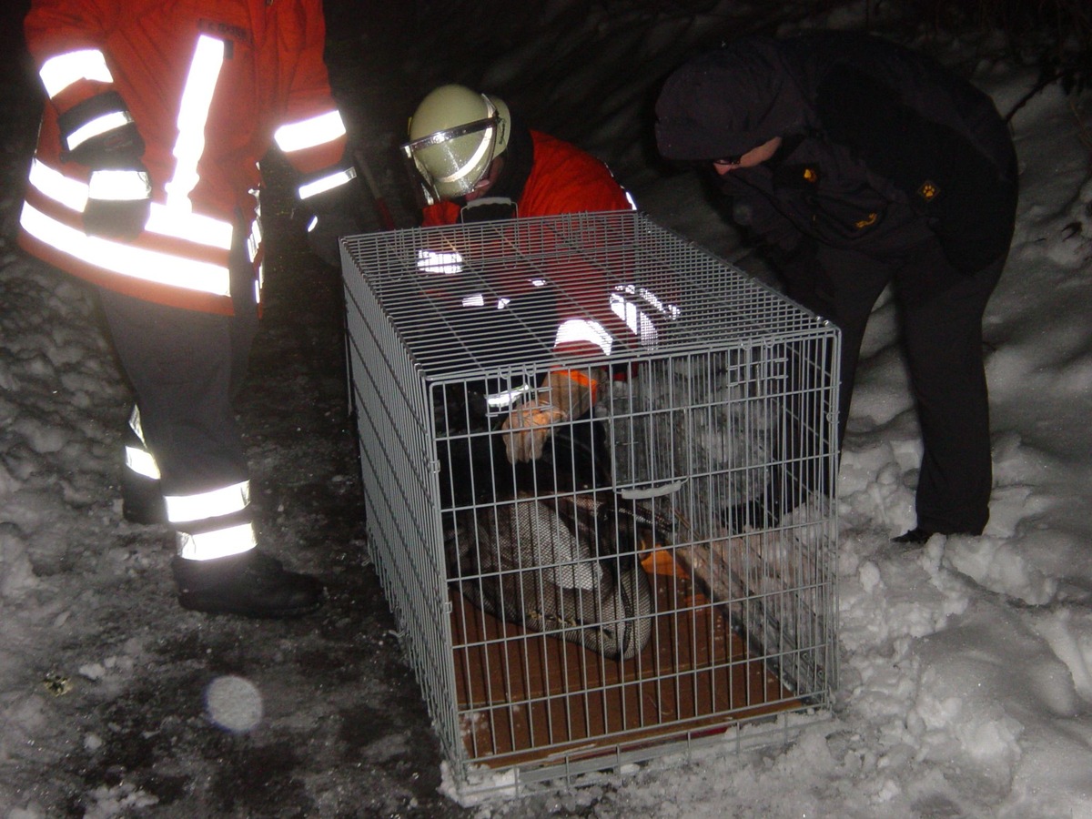 POL-HOL: Wie kommt der Schwan zum Kolibripfad? Feuerwehr fängt hilflosen, abgemagerten Schwan ein  - Nach tierärztlicher Versorgung wieder zum Unteren Teich verbracht -