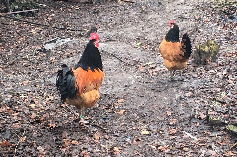 POL-ST: Rheine, gestohlenes Federvieh in Gartenparzelle aufgefunden