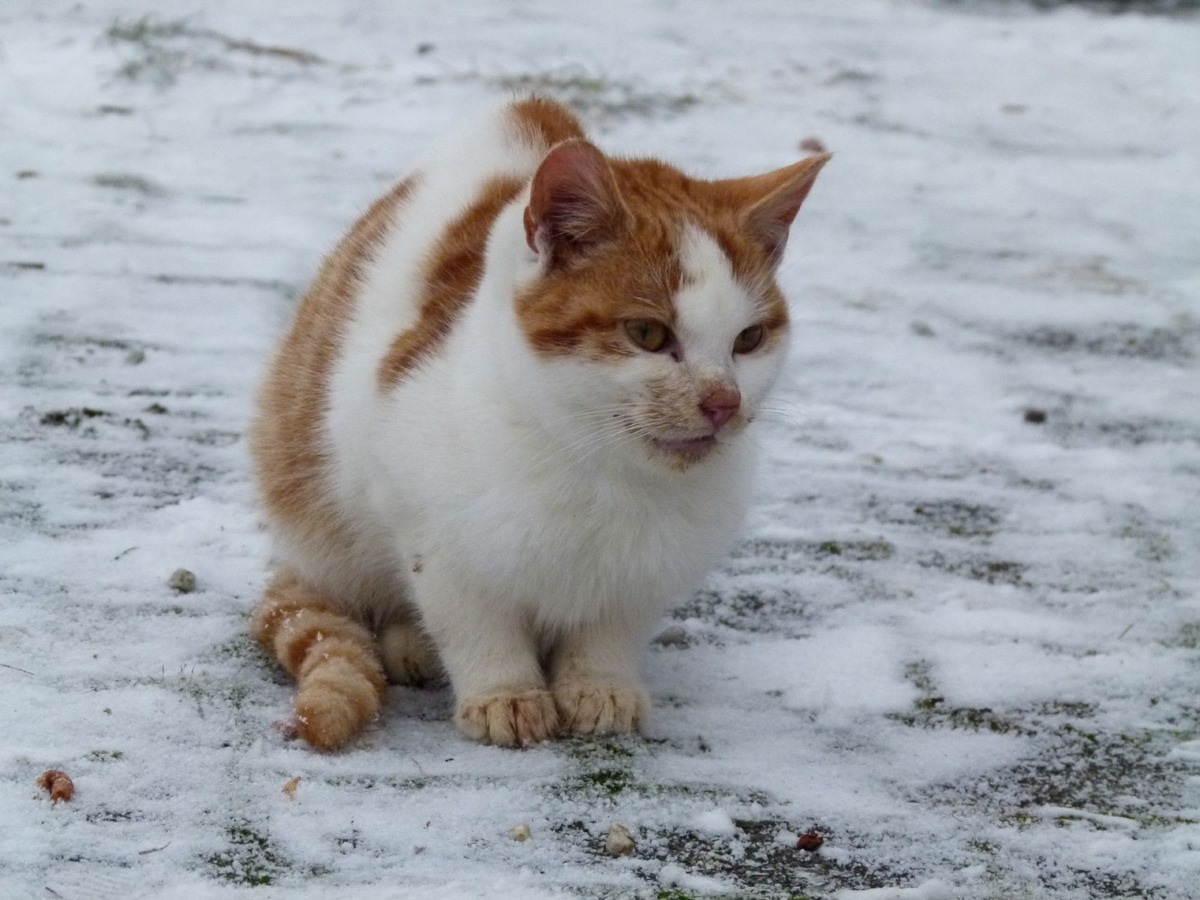 Tostedt beschließt Katzenschutzverordnung