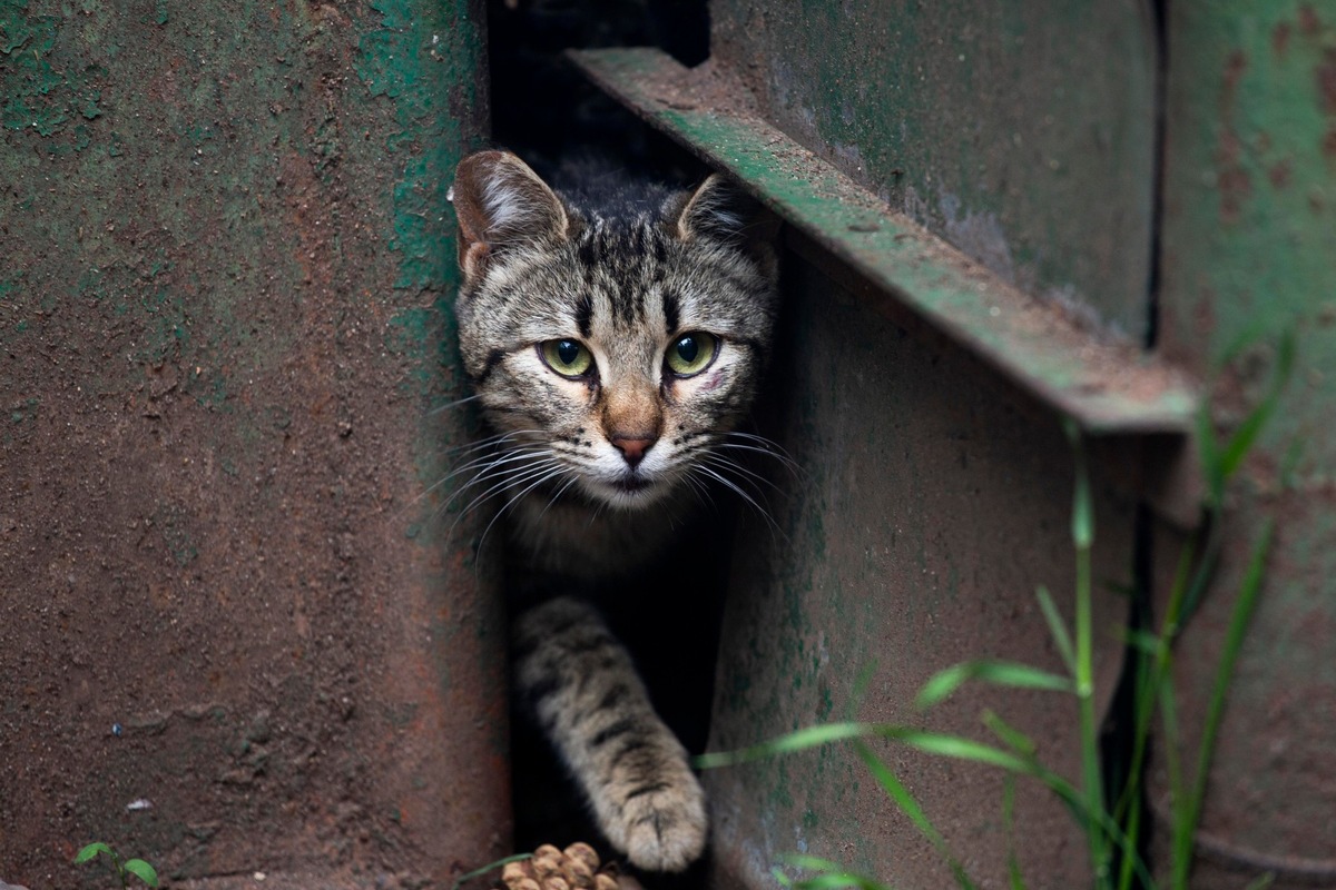 Katzenkastrationen können Leben retten