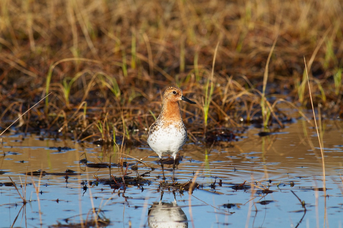 Leica Camera AG und WWT engagieren sich für bedrohten Löffelstrandläufer (FOTO)