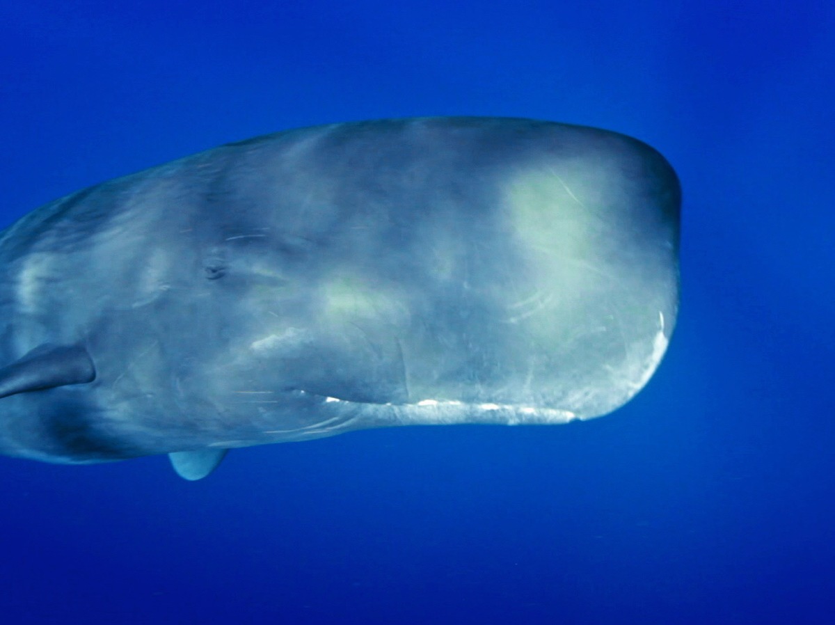 Der Aufstand der Wale ZDF-&quot;Terra X&quot;-Doku über die historische Wahrheit hinter Moby Dick (FOTO)