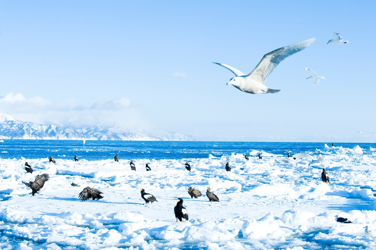 Polverizza ogni aspettativa: il paradiso invernale giapponese e la sua «Japow»