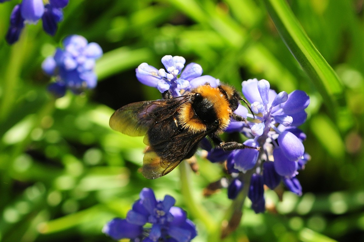 DBU-Online-Forum: Wie Digitalisierung zum Schutz der Biodiversität beitragen kann