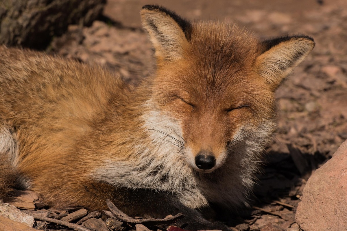 Masken-Müll in der Natur: Tödliche Gefahr für Wildtiere