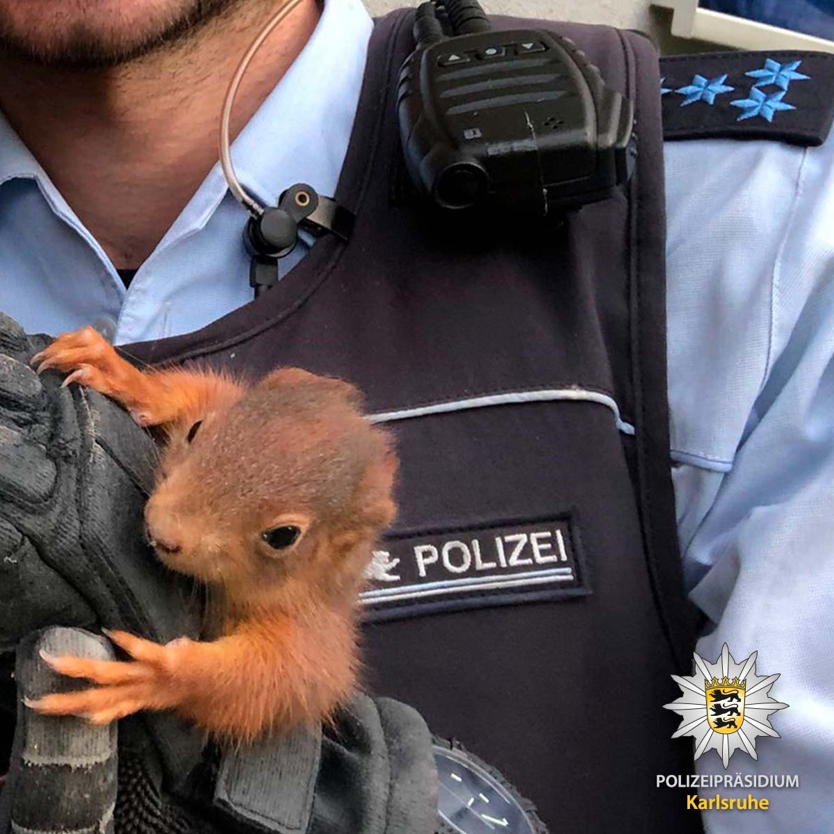 POL-KA: Tierischer Eindringling gestellt