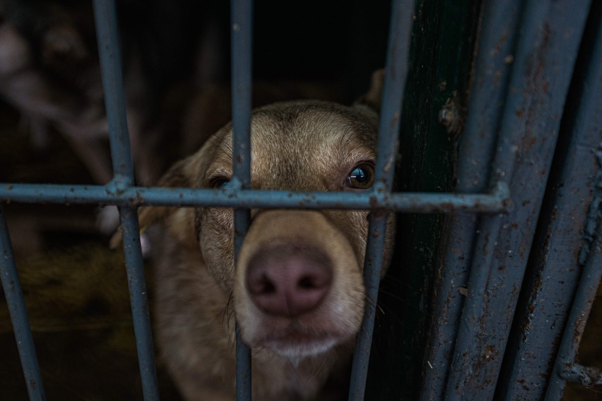 VIER PFOTEN verteilt über 60&#039;000 Mahlzeiten für hungrige Hunde und rettet fünf Welpen