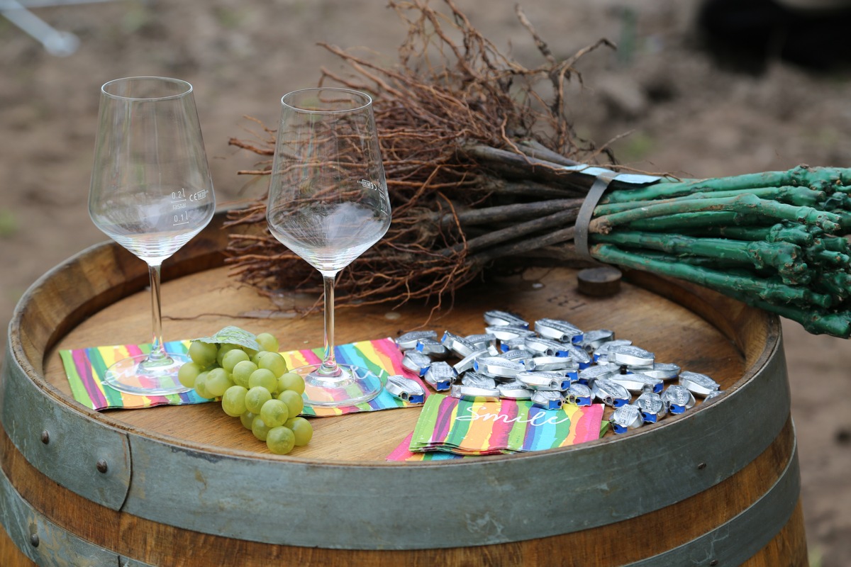 Die Erste Ostfriesische Winzergenossenschaft (OWG) hat ihren Weinberg offiziell eröffnet