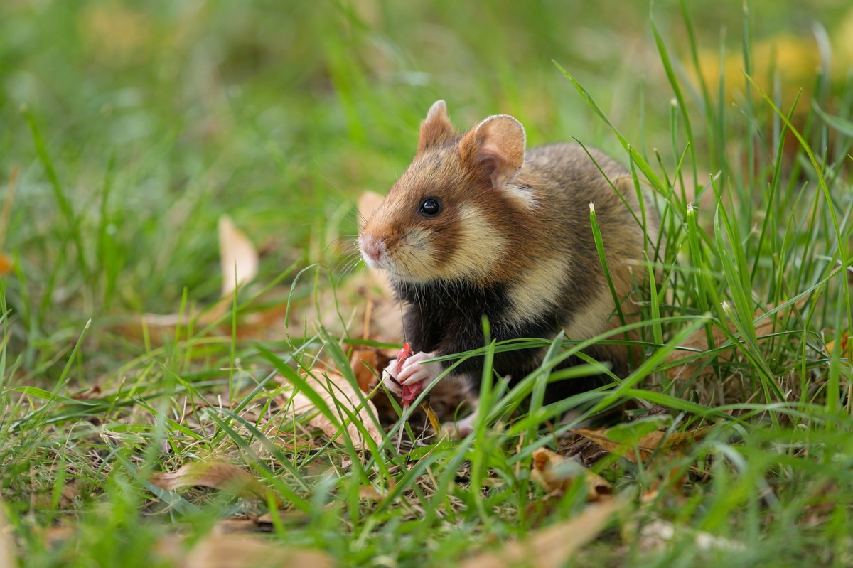 Stoppt das weltweite Massenaussterben / Zooverband fordert Trendwende auf der Weltnaturkonferenz