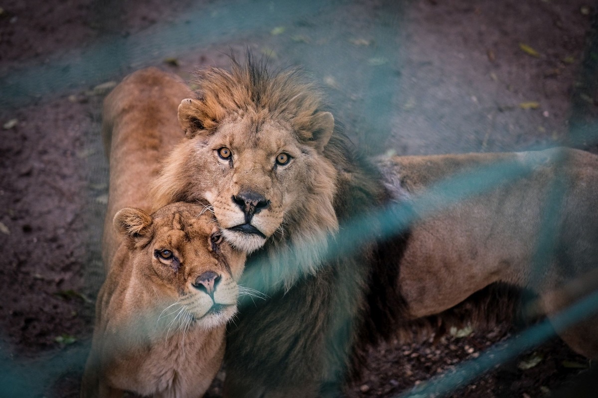 Fünf Löwen entkommen illegalem Inzucht-Zoo in Bulgarien