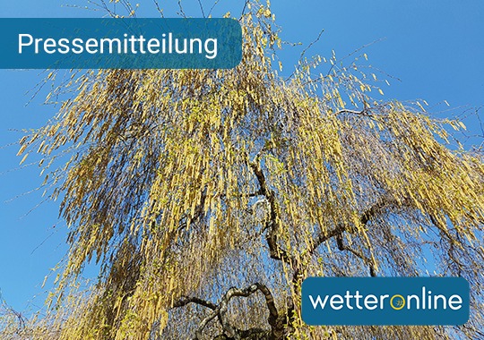 Sie sind wieder da! -  Birkenpollen  - Für Pollenallergiker beginnt schlimmste Zeit des Jahres