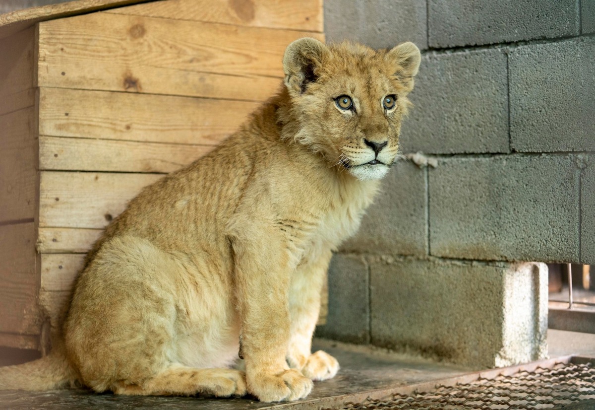 Sauvetage d&#039;un lionceau au Monténégro