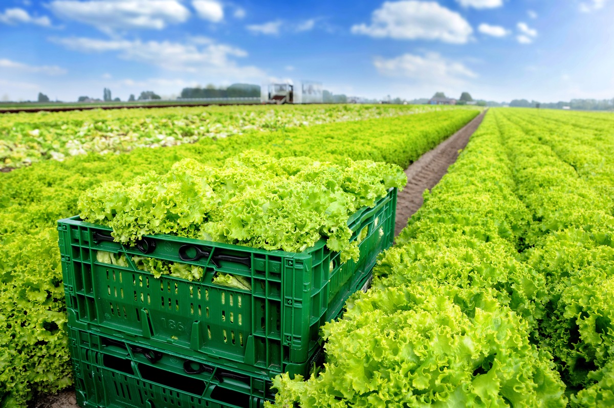 Mehr Effizienz und Nachhaltigkeit: Kaufland setzt europaweit 
auf Mehrwegsteigen bei Obst und Gemüse