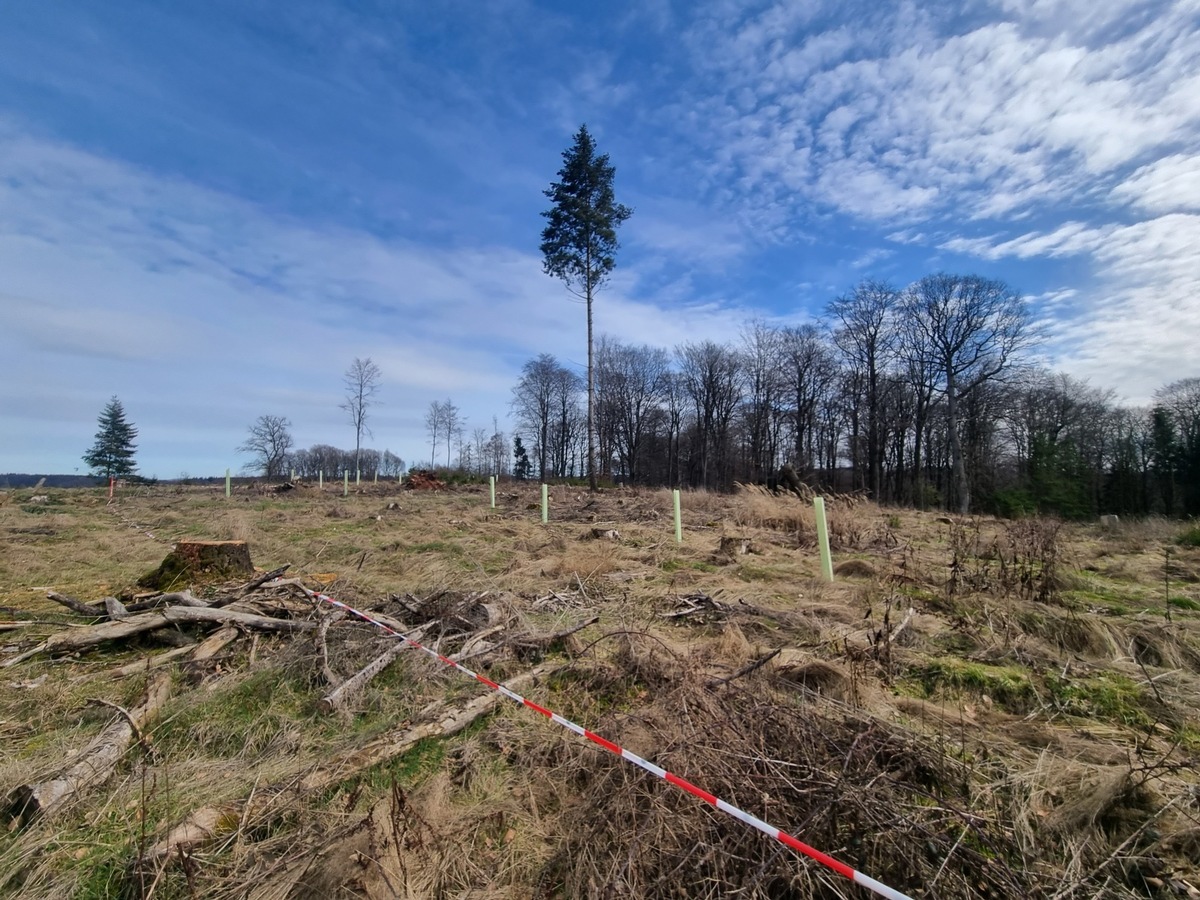 Windparkprojekt in Nordhessen nimmt Fahrt auf - Koehler Renewable Energy setzt umfangreiche Artenschutz-Maßnahmen um