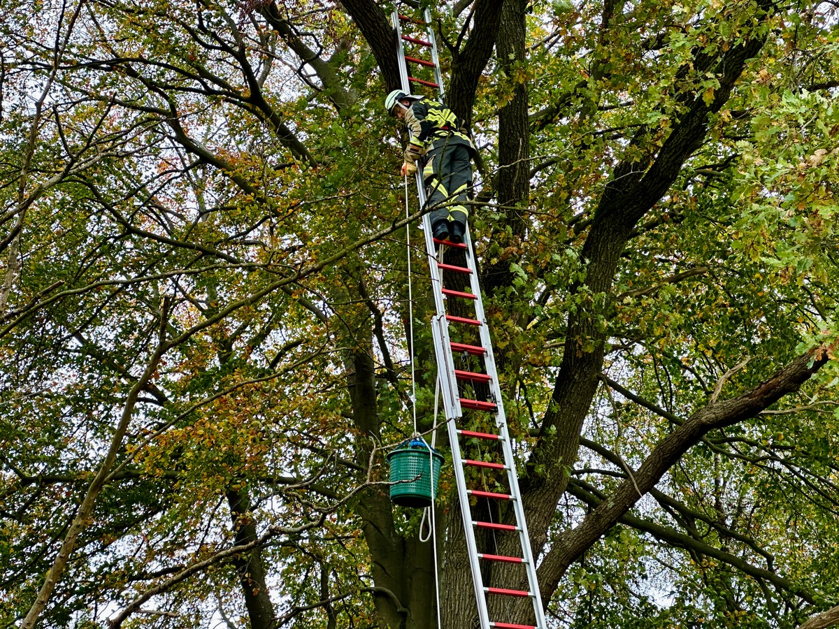 FW Hünxe: Katze aus 11 Metern Höhe gerettet