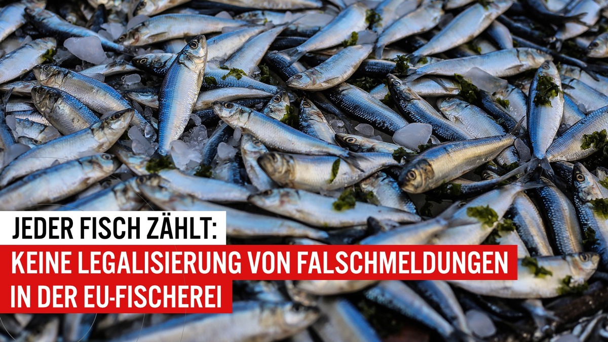 EJF und WWF zu EU-Fischerei: Entscheidende Verhandlungen drohen zu platzen / Bundesregierung kann ökologische Katastrophe verhindern