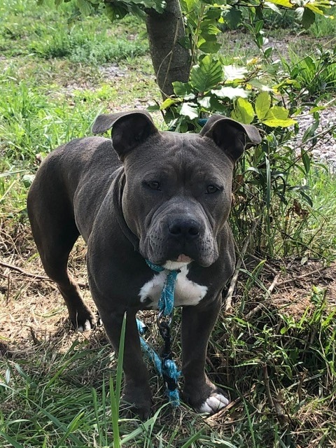 POL-FR: Waldshut-Tiengen: Pitbullterrier ausgesetzt - Polizei bittet um Hinweise!