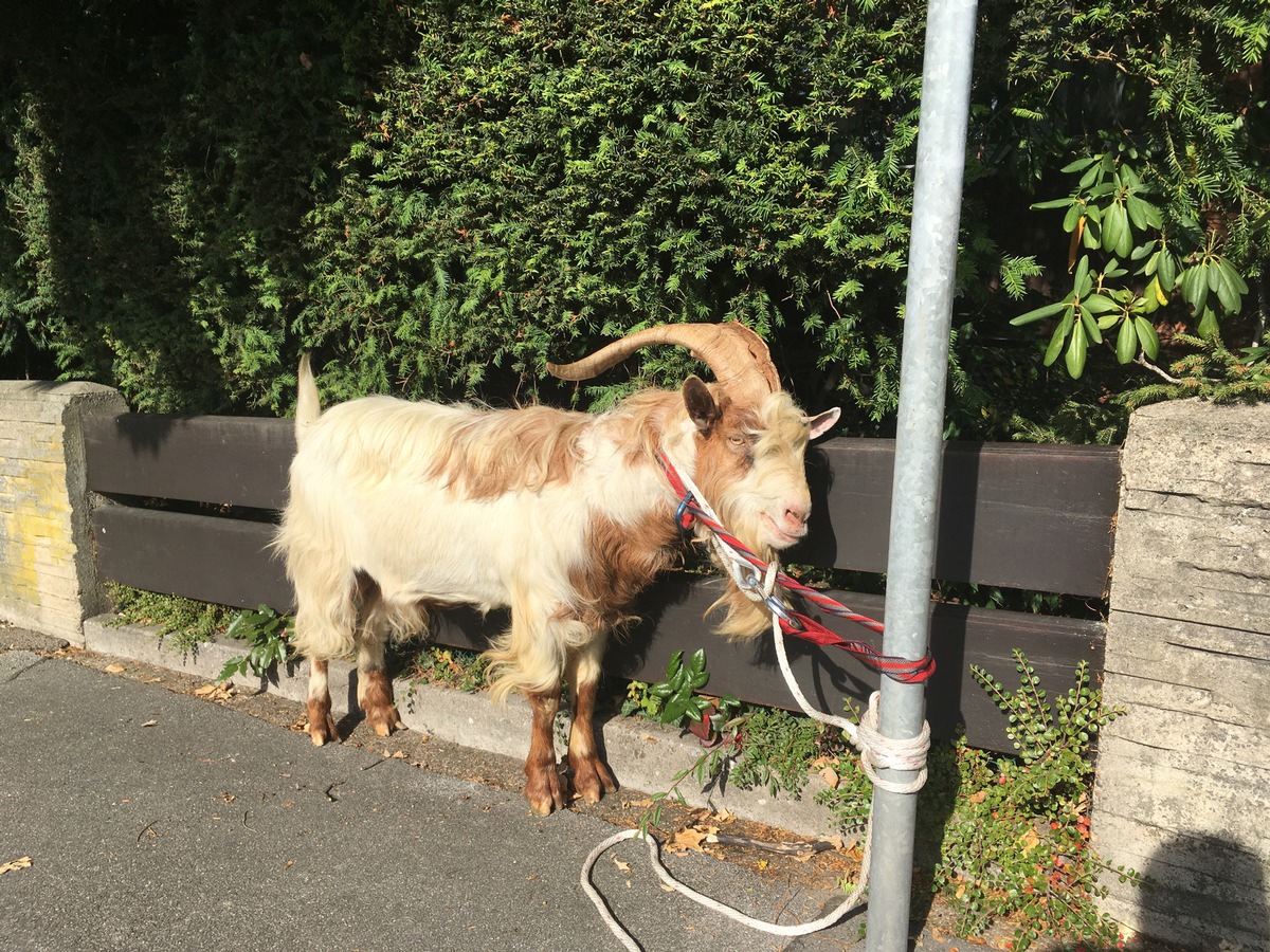 FW-MK: Ziegenbock eingefangen