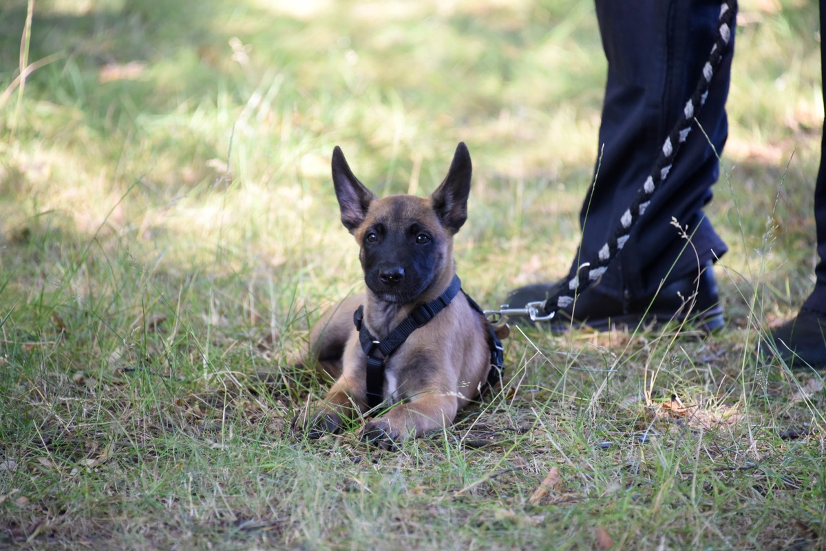 POL-E: Essen/Mülheim a.d. Ruhr: Die Polizei Essen und Mülheim a.d. Ruhr bekommt tierische Unterstützung - acht Wochen alter Welpe wird zum Polizeihund ausgebildet