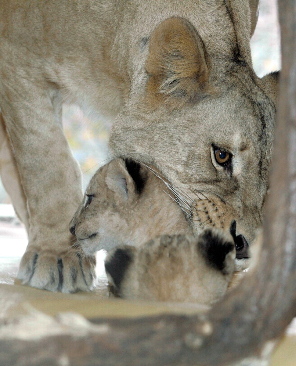 Raubtiere leben länger / Neue Studie weist verbesserte Haltung in Zoos weltweit nach