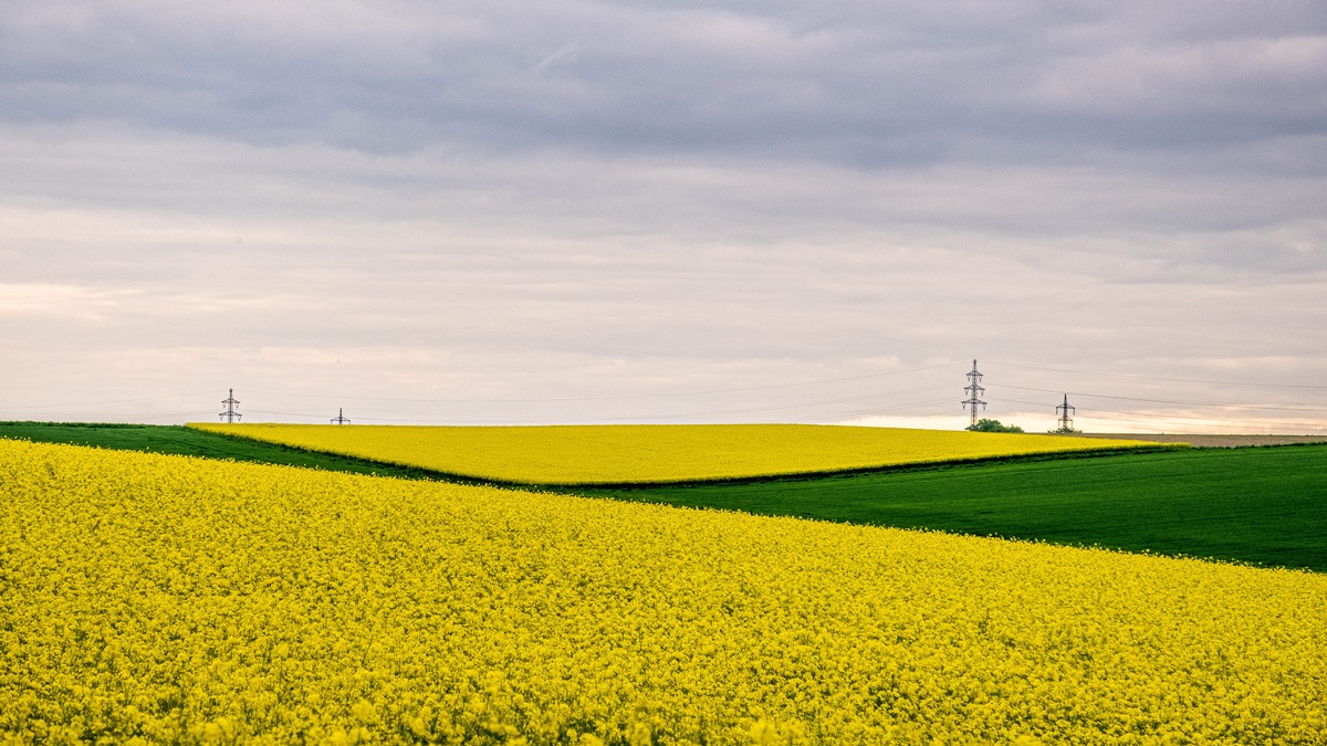 Rapsblüte 2024 / Schlüsselkultur der deutschen Landwirtschaft