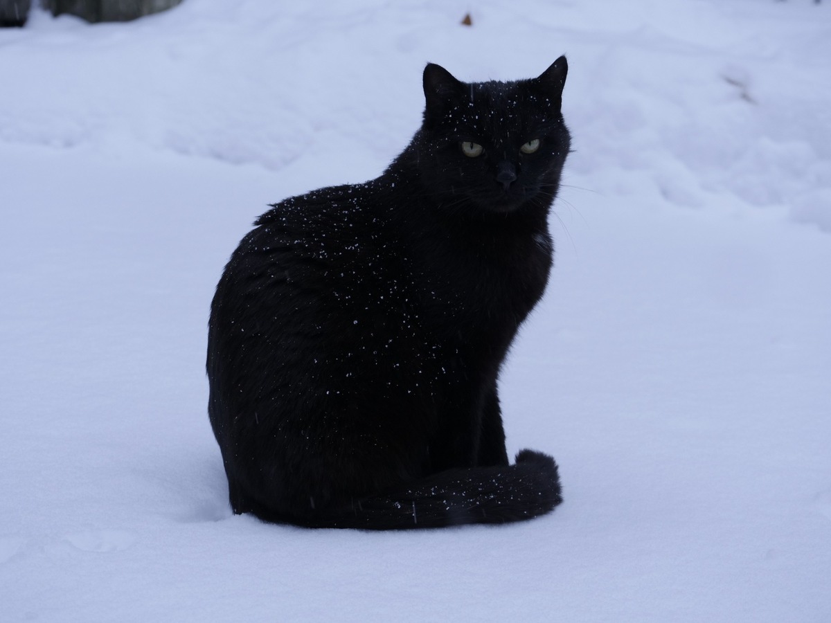 Comment préparer les animaux de compagnie à affronter l&#039;hiver