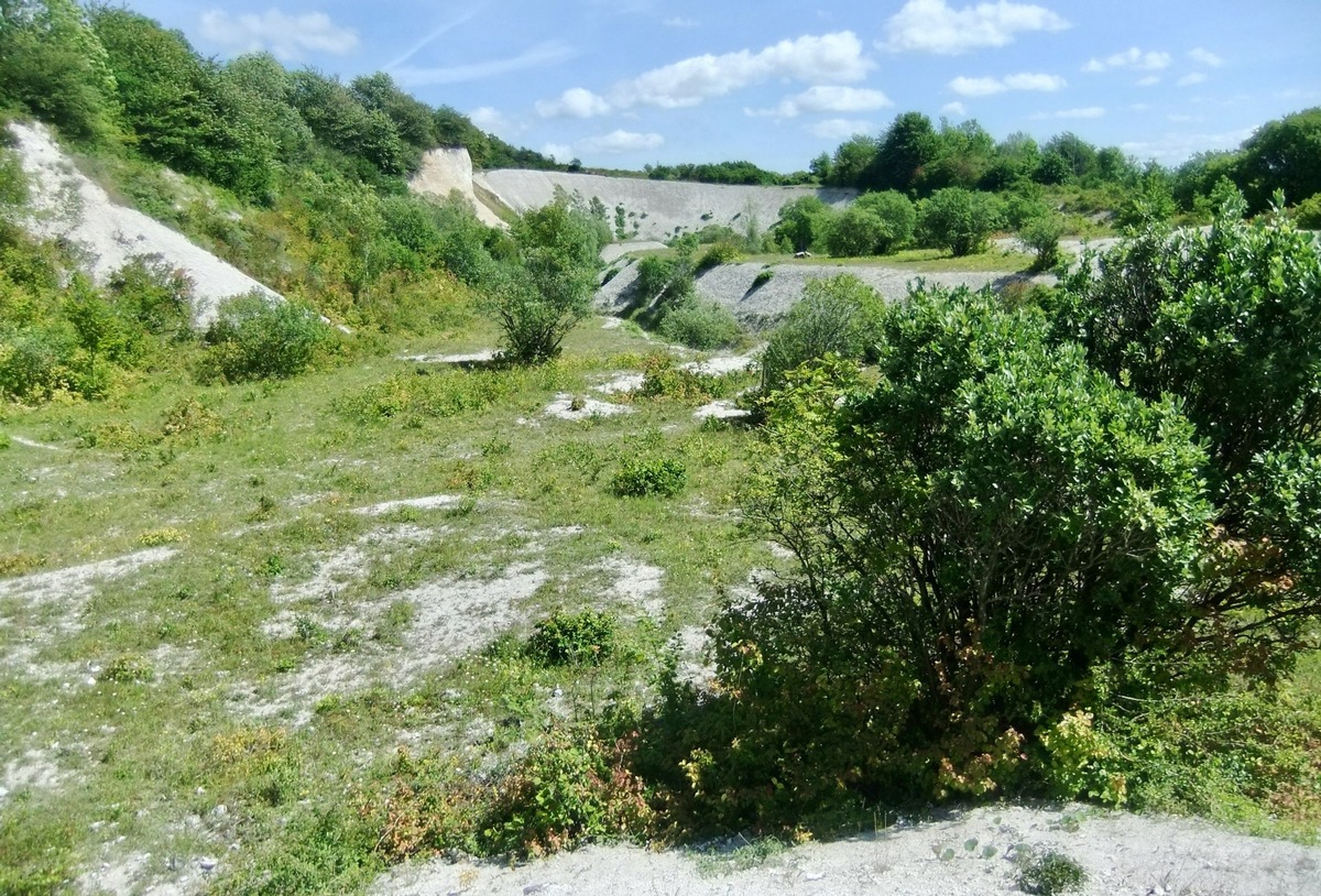 Freiwillige bewahren im Nationalpark Jasmund aufgelassene Kreidebrüche als Paradies seltener Pflanzenarten