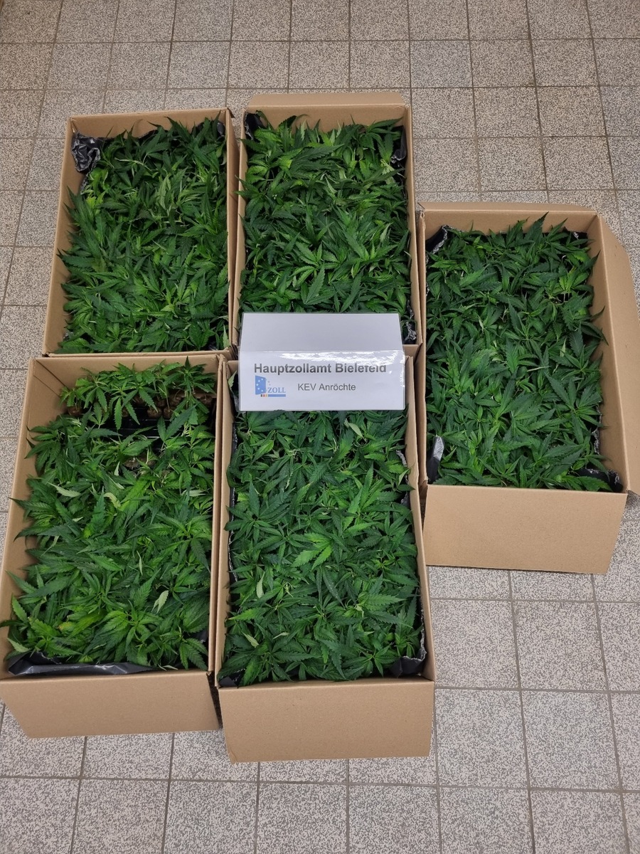 HZA-BI: Cannabis-Stecklinge in PKW Zöllner aus Anröchte erwischen mutmaßlichen Drogenschmuggler