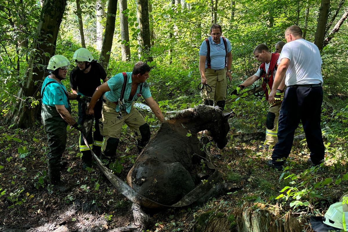 FF Goch: Feuerwehr rettet Pferd aus Morast