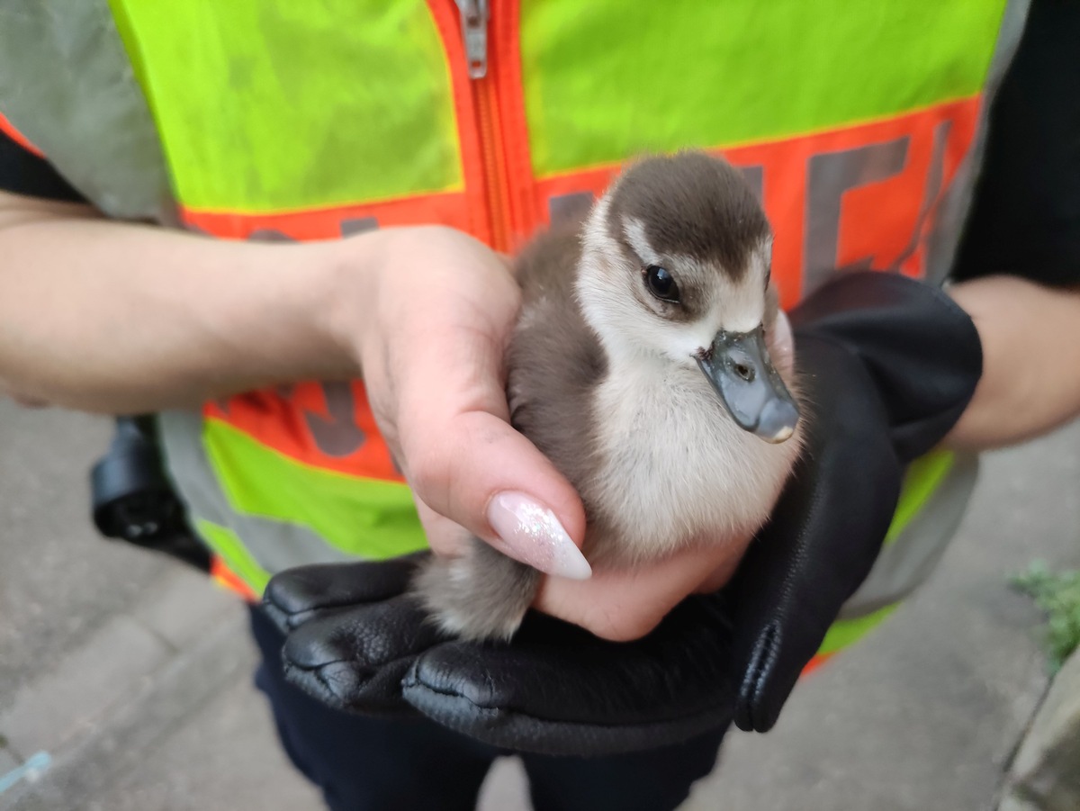 POL-OG: Schutterwald, Schwanau, A 5 - Tierische Rettungsaktionen