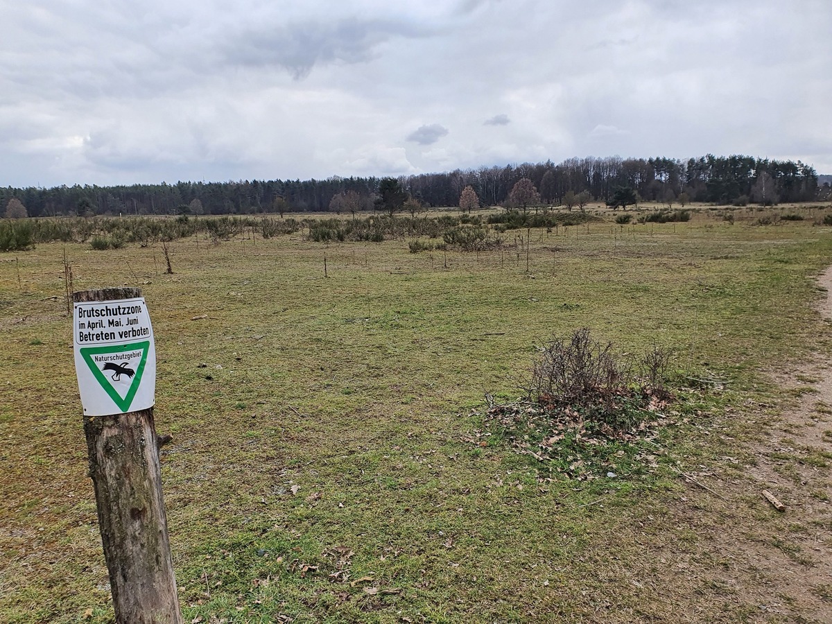 Besucherdruck am Hainberg: BUND und DBU Naturerbe bitten um Rücksicht auf Bodenbrüter