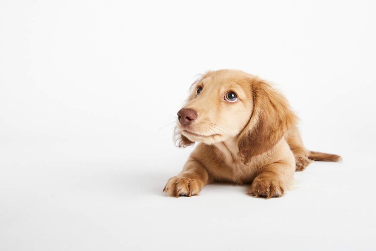 Au printemps, de nombreux chiens et chats muent