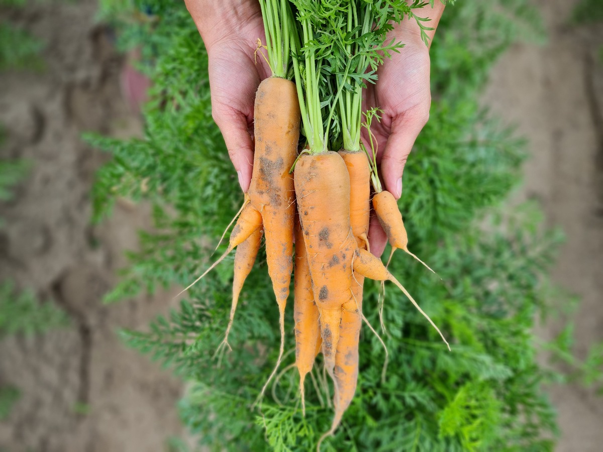 Veganuary-Tipp: Warum Möhren unverzichtbar sind