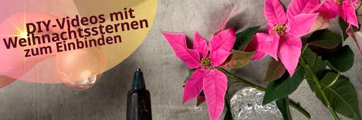 Kreativ in der Weihnachtszeit: Neue Videos präsentieren DIY-Ideen mit Weihnachtssternen