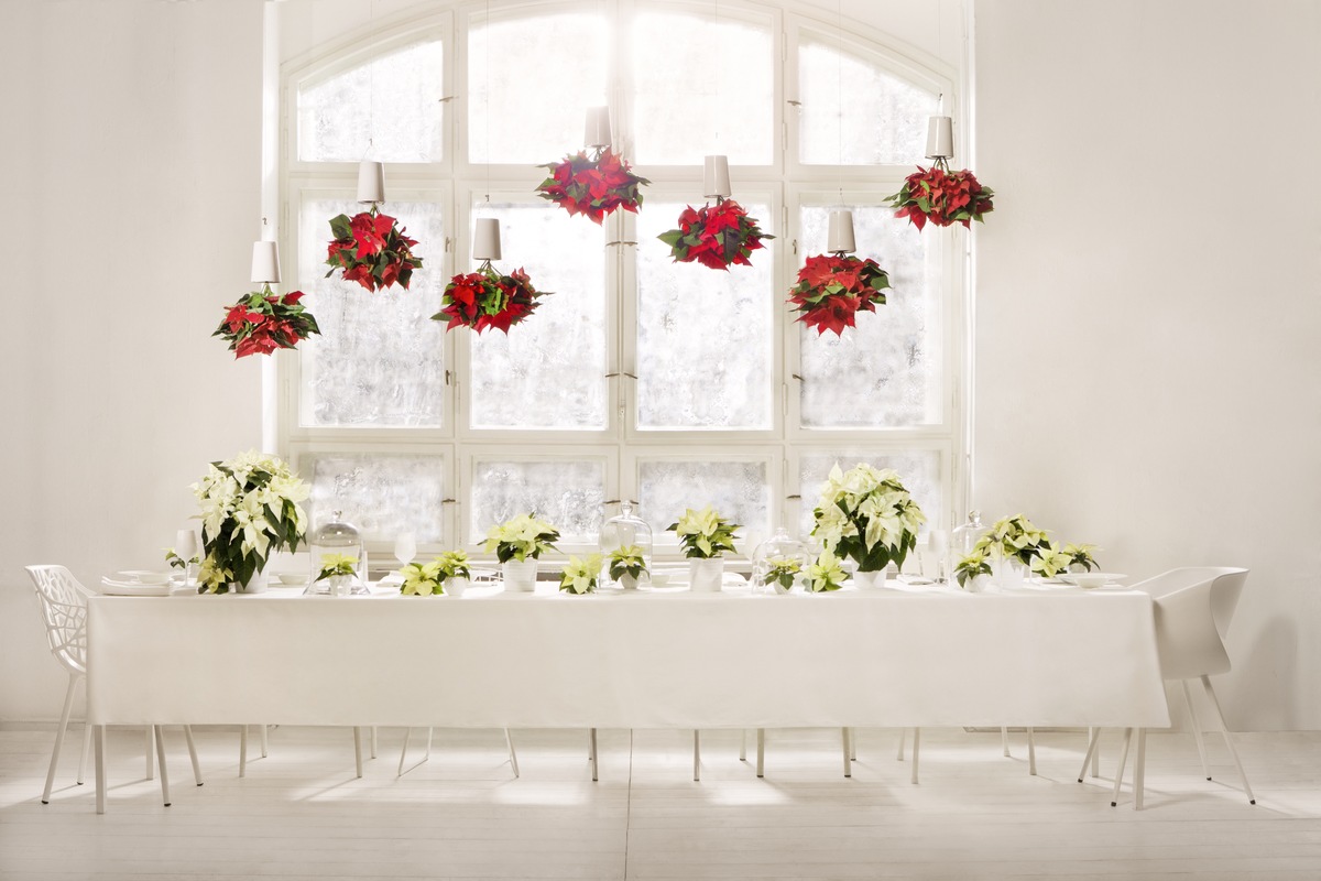 Weiß wie Schnee, rot wie Blut, schwarz wie Ebenholz / Überraschende Inszenierung: eine märchenhafte Dinnertafel mit dem Weihnachtsstern (FOTO)