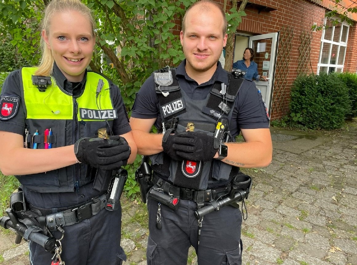 POL-BS: Entenküken auf der A2