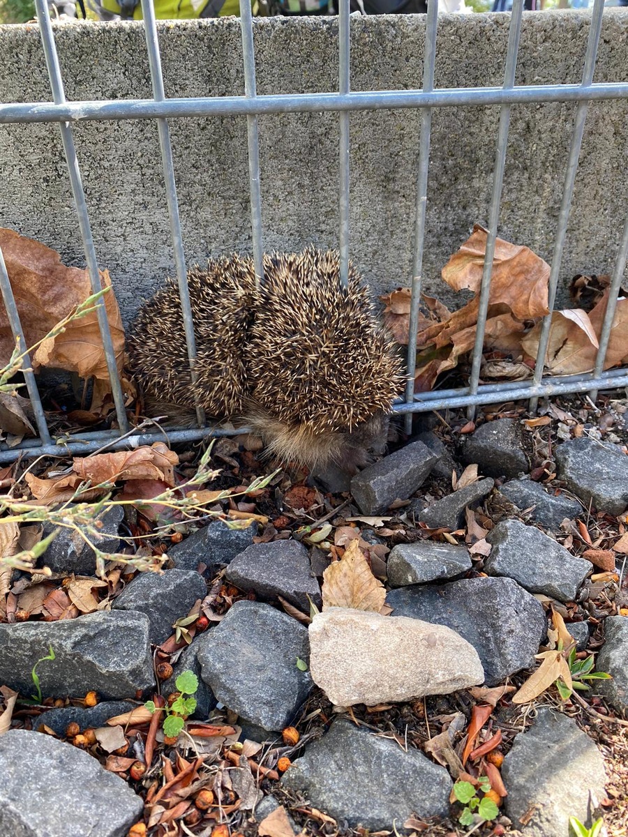 POL-PDNW: Polizei befreit Igel