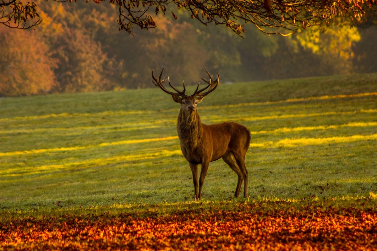 Wild-Genuss im Madrisa-Hof