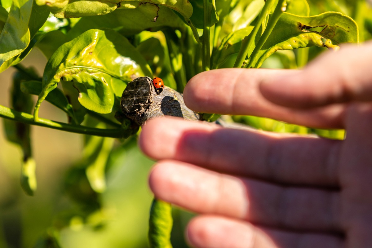 Mehr Vitamin C für alle, die es nachhaltiger mögen / Erfolgreiches Zitrusprojekt von EDEKA und WWF ausgeweitet